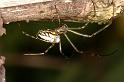 Leucage_granulata_D5300_Z_88_Milaa Milaa_Australie